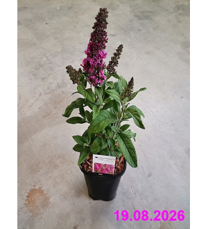 Buddleja dav. 'Butt.Candy Little Cerise'® C 1,4 L